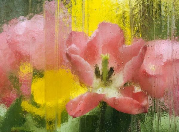 PA, Abstract tulip impression through glass